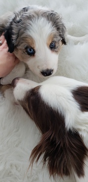 Medium Photo #7 Border Collie Puppy For Sale in ROCK ISLAND, IL, USA