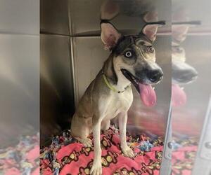 Siberian Husky-Unknown Mix Dogs for adoption in Lee's Summit, MO, USA