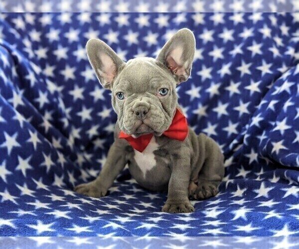 Medium Photo #1 French Bulldog Puppy For Sale in STEVENS, PA, USA