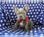 Small Photo #1 French Bulldog Puppy For Sale in STEVENS, PA, USA