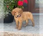 Small Photo #15 Golden Retriever Puppy For Sale in WOLCOTT, IN, USA