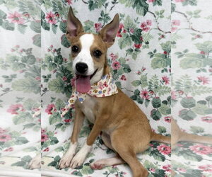 Mutt Dogs for adoption in Wetumpka, AL, USA