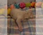 Small Photo #99 Great Dane Puppy For Sale in SPRAGGS, PA, USA
