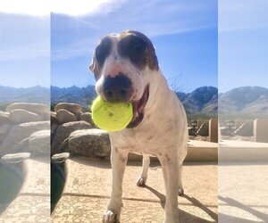 Bulldog Dogs for adoption in Oro Valley, AZ, USA
