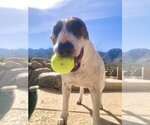 Small Photo #1 Bulldog Puppy For Sale in Oro Valley, AZ, USA