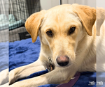 Small #6 Carolina Dog-Labrador Retriever Mix