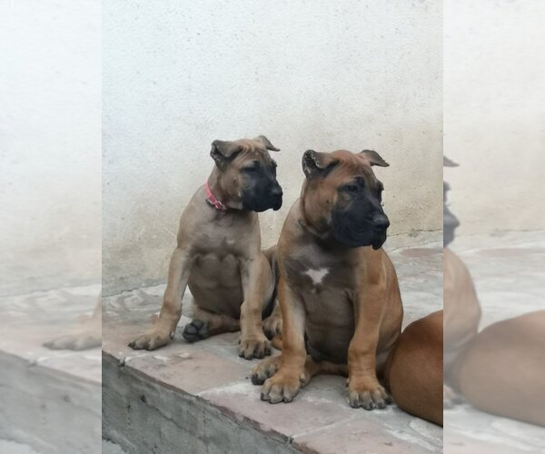 Medium Photo #5 Presa Canario Puppy For Sale in Pancevo, Vojvodina, Serbia