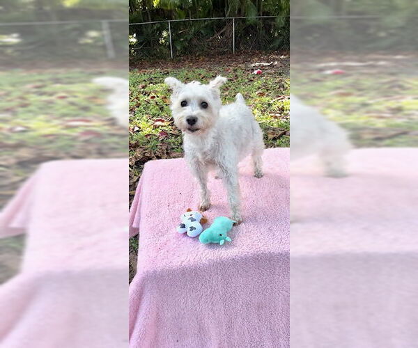 Medium Photo #4 Mutt Puppy For Sale in Weston, FL, USA