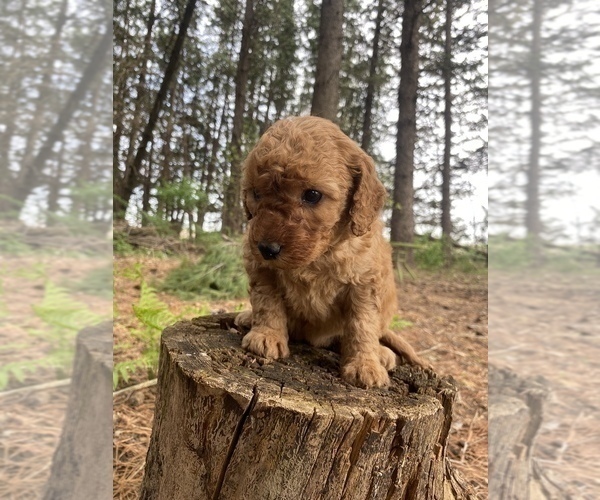 Medium Photo #17 Poodle (Miniature) Puppy For Sale in RUDD, IA, USA