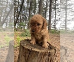 Small Photo #17 Poodle (Miniature) Puppy For Sale in RUDD, IA, USA