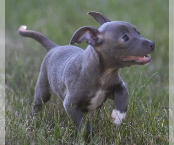 Medium Photo #2 Chihuahua Puppy For Sale in Mechanicsburg, PA, USA