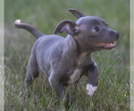 Small #1 Chihuahua