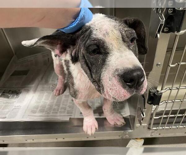 Medium Photo #1 American Bulldog-Unknown Mix Puppy For Sale in Modesto, CA, USA