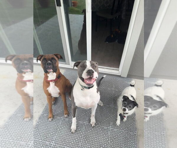 Medium Photo #22 American Pit Bull Terrier-Great Dane Mix Puppy For Sale in Bullard, TX, USA
