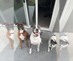 Small #21 American Pit Bull Terrier-Great Dane Mix