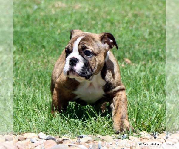 Medium Photo #9 Bulldog Puppy For Sale in WINNSBORO, TX, USA