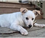 Small pomeranian spitz Mix