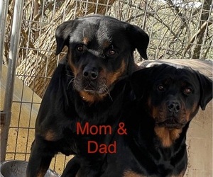 Father of the Rottweiler puppies born on 11/23/2023
