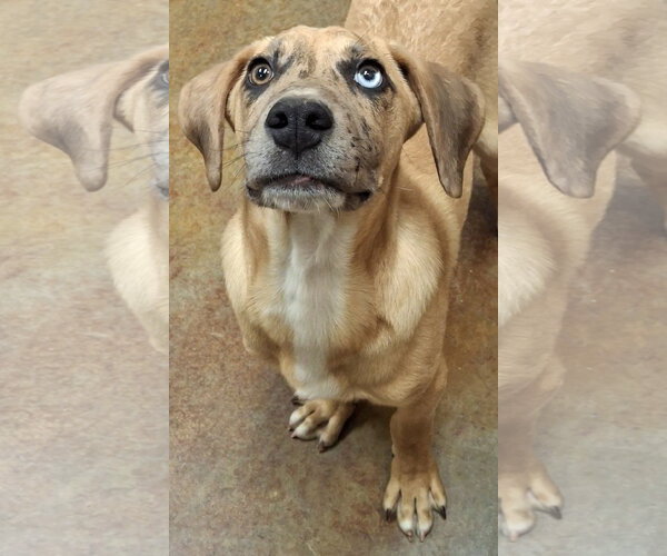 Medium Photo #2 Catahoula Leopard Dog-Unknown Mix Puppy For Sale in Mountain View, AR, USA