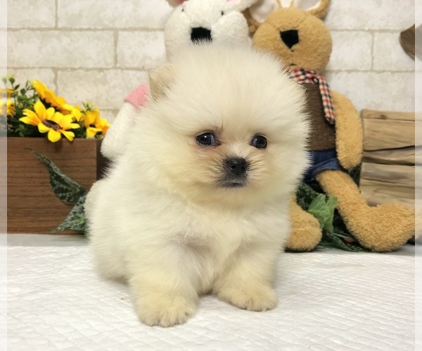 Medium Photo #2 Pomeranian Puppy For Sale in SAN FRANCISCO, CA, USA