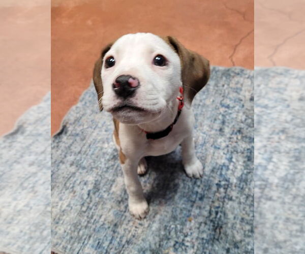 Medium Photo #7 Mutt Puppy For Sale in Spotsylvania, VA, USA