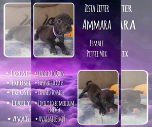 Mutt Dogs for adoption in Jacksonville, NC, USA