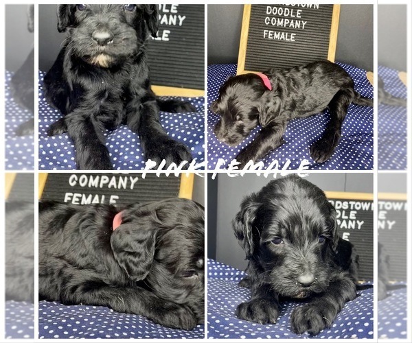 Medium Photo #6 Sheepadoodle Puppy For Sale in BARDSTOWN, KY, USA