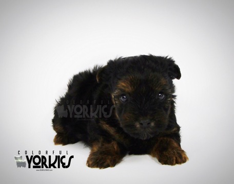 Medium Photo #1 Yorkshire Terrier Puppy For Sale in ROANOKE, TX, USA