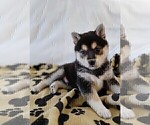 Puppy BRUCE Alaskan Klee Kai-Shiba Inu Mix