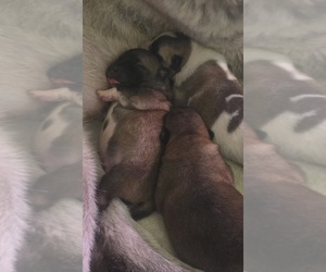 Akita Puppy for Sale in HUTCHINSON, Minnesota USA