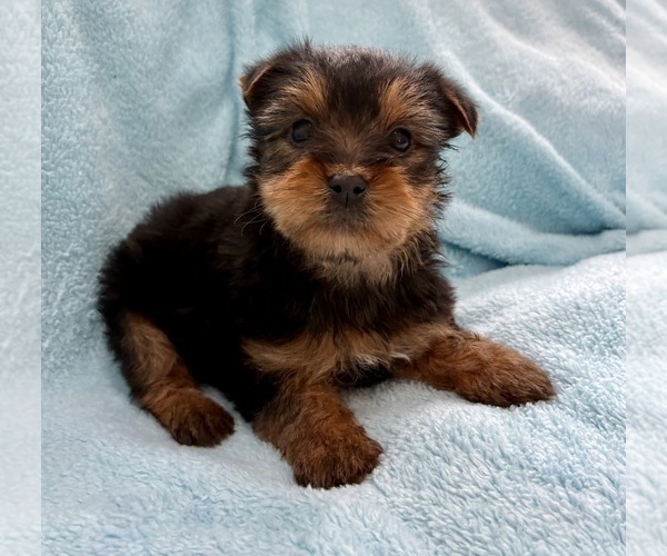 Medium Photo #2 Yorkshire Terrier Puppy For Sale in FAIR HAVEN, MI, USA