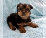 Small #1 Yorkshire Terrier