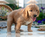 Small Photo #19 Goldendoodle Puppy For Sale in KIRKWOOD, PA, USA