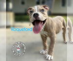 Small #3 Staffordshire Bull Terrier Mix