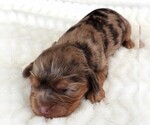 Puppy Puppy 2 Cavalier King Charles Spaniel