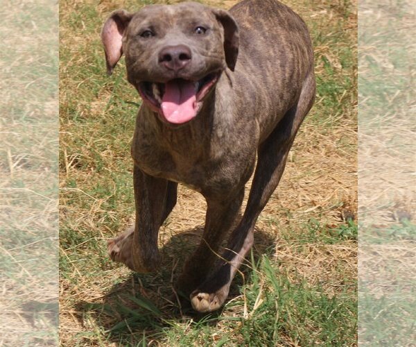 Medium Photo #2 Mastiff-Unknown Mix Puppy For Sale in Jackson, MS, USA