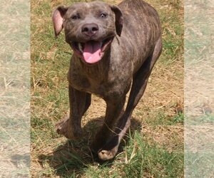 Slim - Male Mastiff-Unknown Mix Dog for Adoption - Photo #2