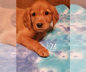 Golden Retriever Puppy for sale in WEST PLAINS, MO, USA