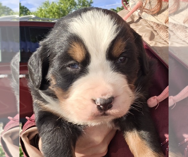 Medium Photo #1 Bernese Mountain Dog Puppy For Sale in HILLSBORO, OH, USA