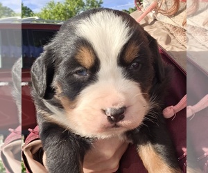 Bernese Mountain Dog Puppy for sale in HILLSBORO, OH, USA