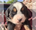 Small Bernese Mountain Dog