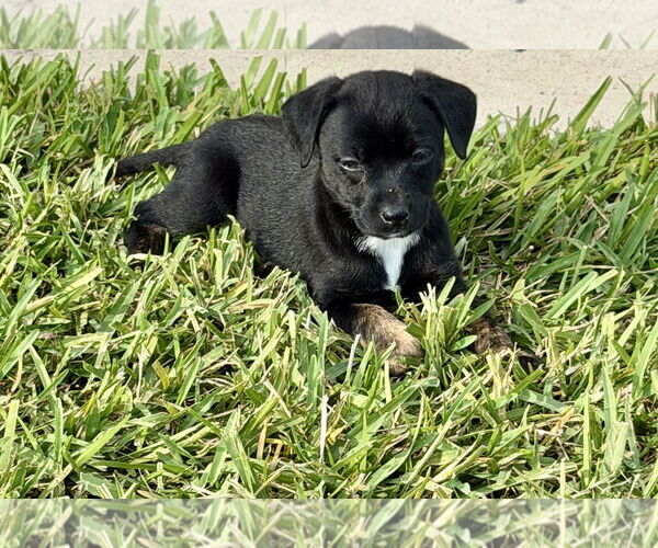 Medium Photo #1 Mutt Puppy For Sale in Royal Palm Beach, FL, USA