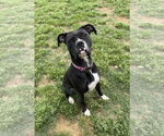 Small #2 Boxer Mix