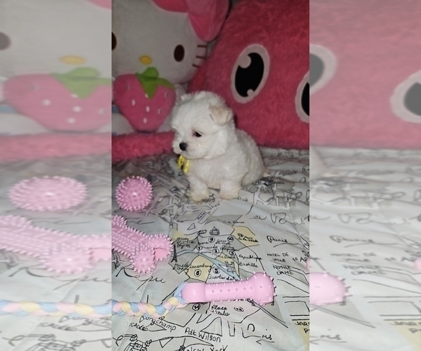 Medium Photo #3 Maltese Puppy For Sale in ORLANDO, FL, USA