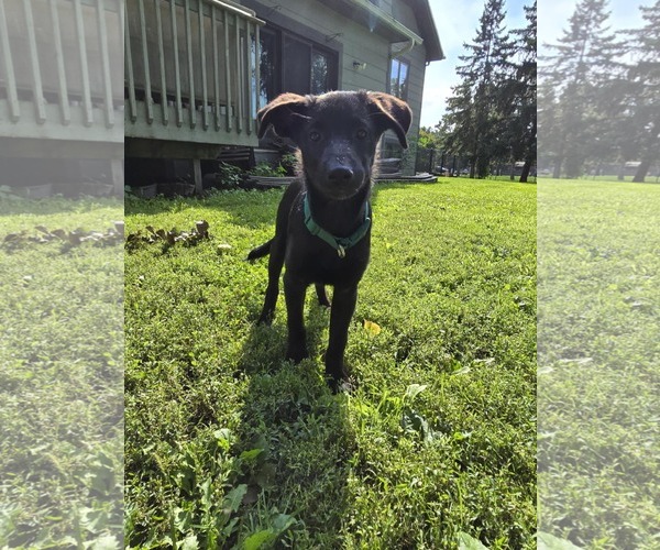 Medium Photo #2 Shepradors Puppy For Sale in Princeton, MN, USA