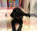 Small Photo #19 Labradoodle Puppy For Sale in ROBERTA, GA, USA