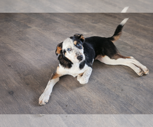 Collie-Unknown Mix Dogs for adoption in Woodbury, NY, USA