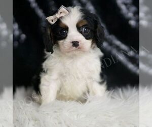 Cavalier King Charles Spaniel Puppy for sale in WARSAW, IN, USA