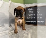 Puppy White Boy Boxer