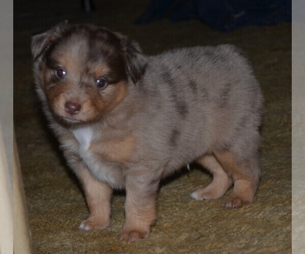 Medium Photo #3 Miniature Australian Shepherd Puppy For Sale in BAILEYTON, AL, USA
